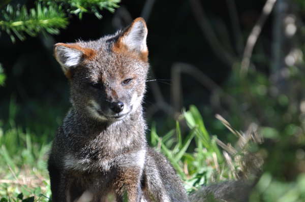 Darwin's Fox (courtesy of Duncan Rankin)