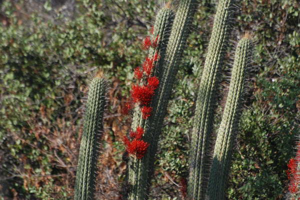 Cactus sp