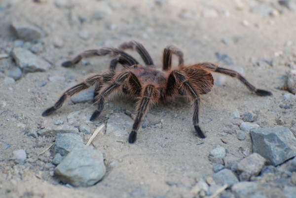 Tarantula