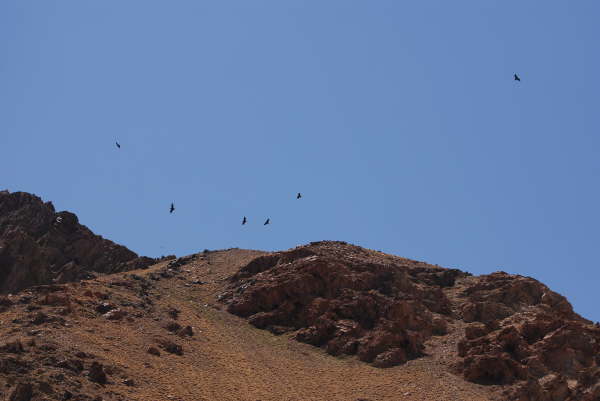 Condors in  El Yeso Valley