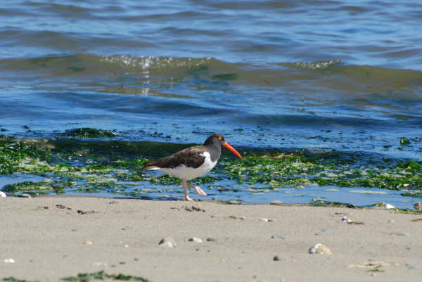 American Oystercatcher