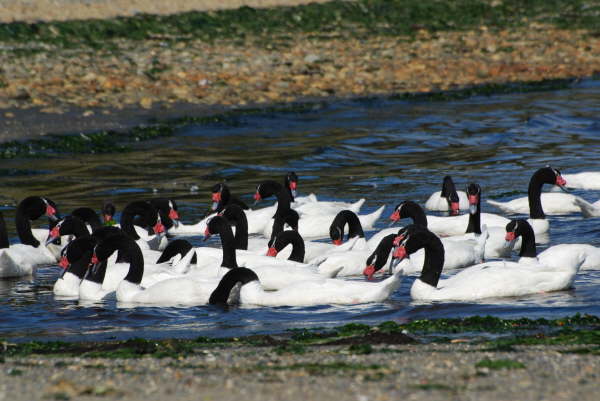 Black-Necked Swans