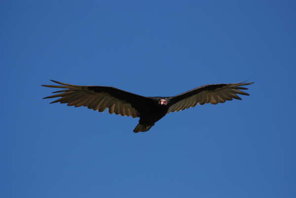 Turkey Vulture