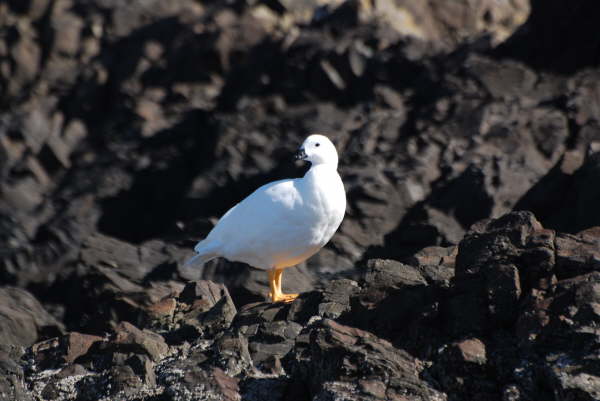 Kelp Goose (Male)