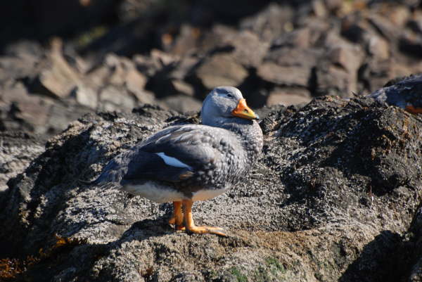 Flightless Steamer Duck