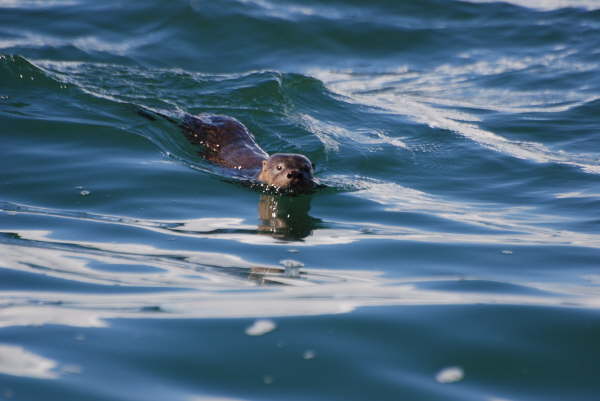 Marine Otter aka Sea Cat