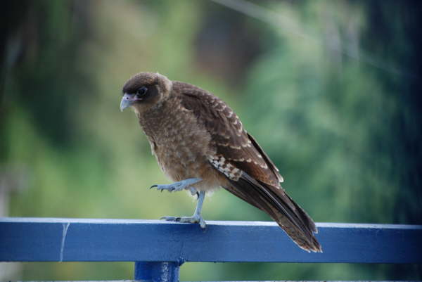 Chimango Caracara