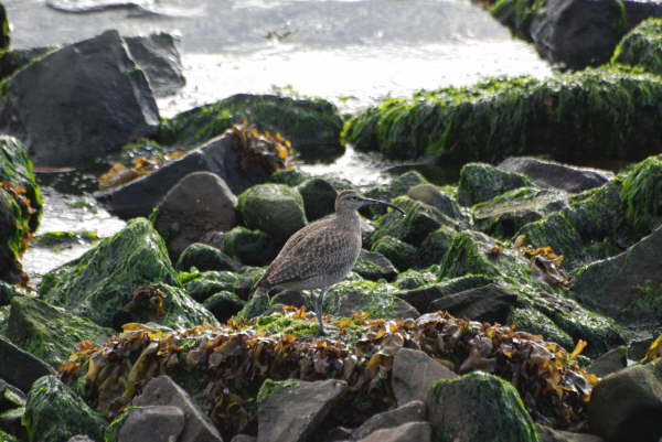 American Whimbrel