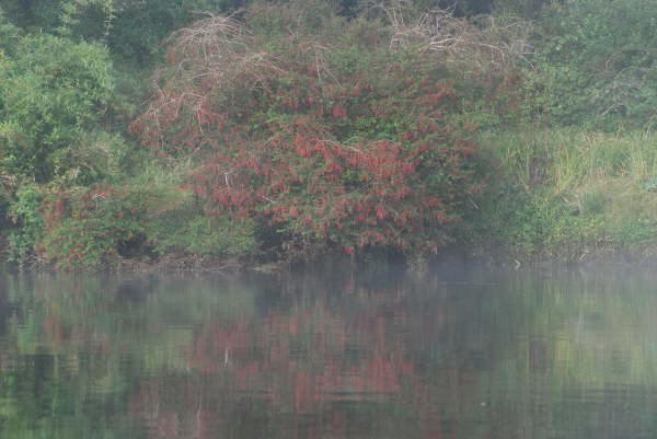 Fuchsia Magellanica