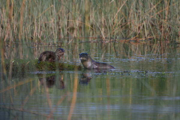 Southern River Otter and cub