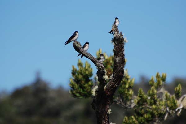 Chilean Swallows