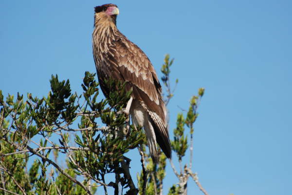 Southern Crested Caracara