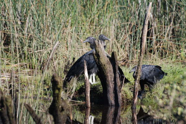 Black Vultures