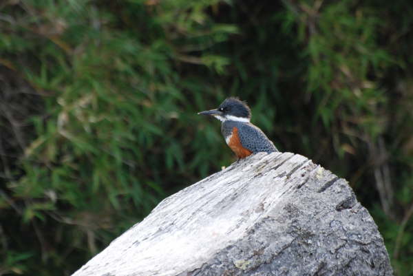 Ringed Kingfisher