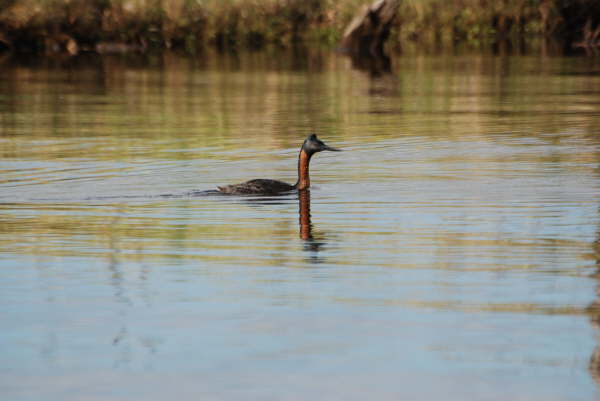Great Grebe