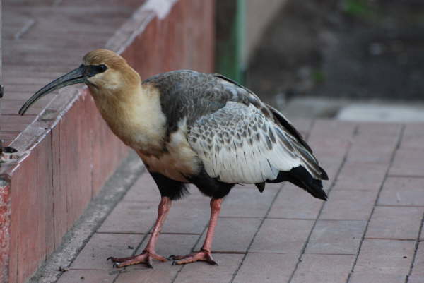 Black-Faced Ibis 