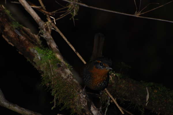 Chucao Tapaculo