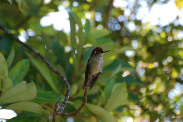 Green-Backed Firecrown