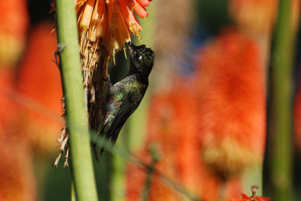 Green-Backed Firecrown