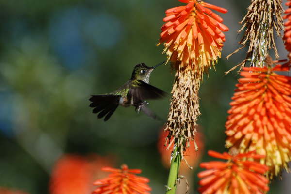Kniphofia (wth Green-Backed Firecrown)