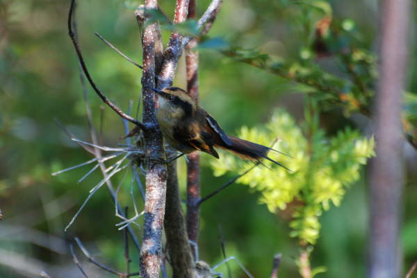 Thorn-Tailed Rayadito