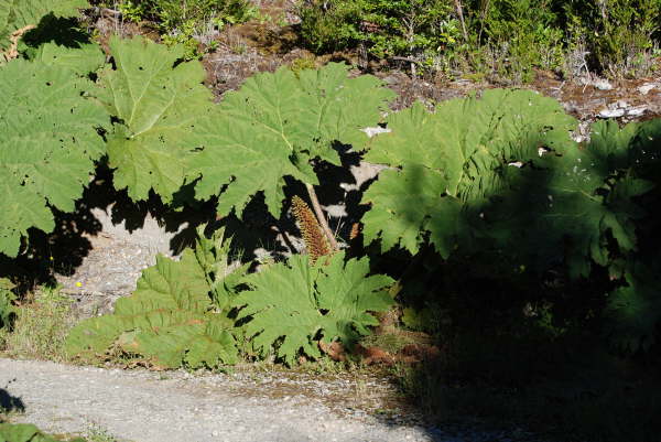 Gunnera