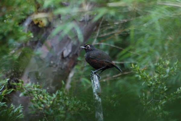 Black-Throated Huet Huet