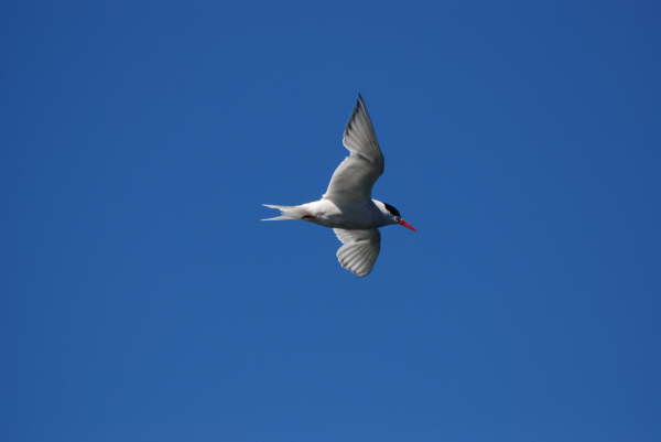 South American Tern