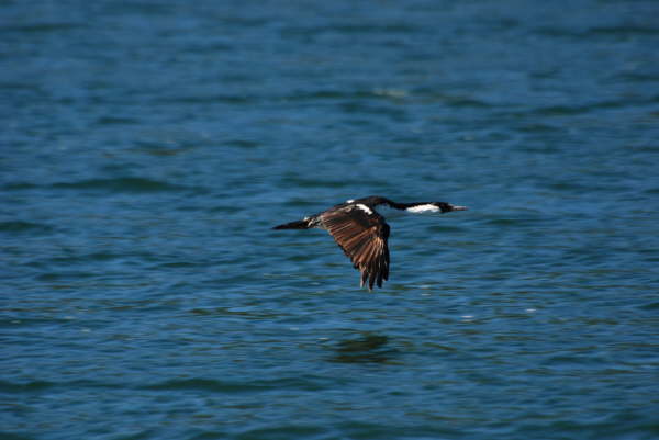 Imperial Cormorant