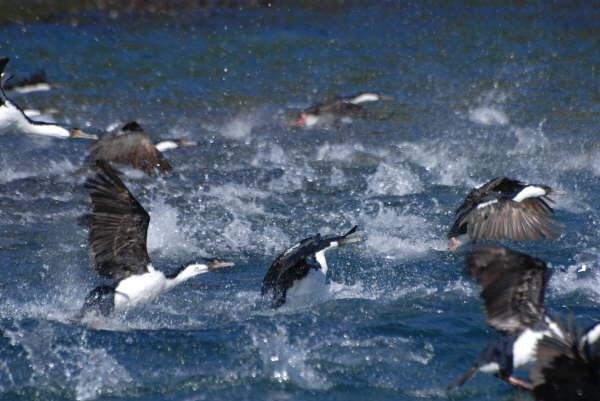 Imperial Cormorants on Quellon boat trip 