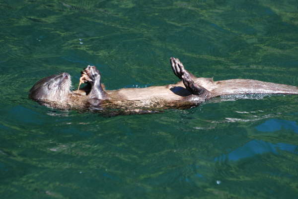 Marine Otter aka Sea Cat