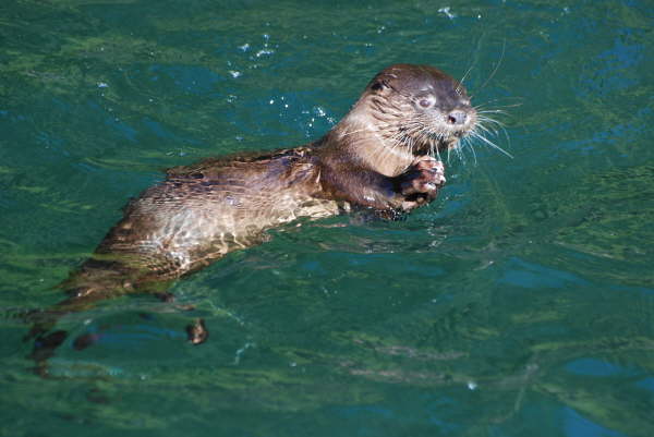 Marine Otter