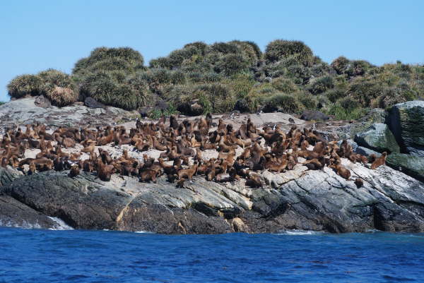 Southern Sea Lions
