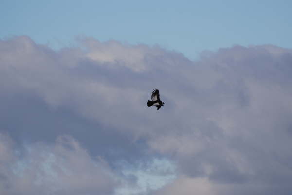 Andean Condor