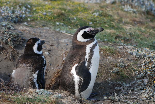 Magellanic Penguins
