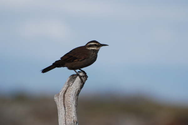 Dark-Bellied Cinclodes