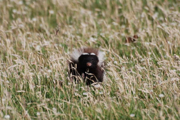 Patagonian Skunk