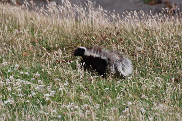 Patagonian Skunk