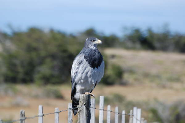 Black-Chested Buzzard-Eagle