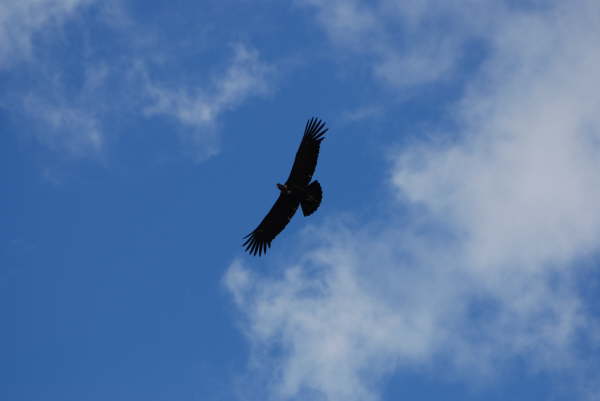 Andean Condor