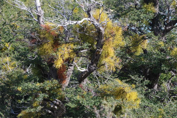 Lichen or Mistletoe?