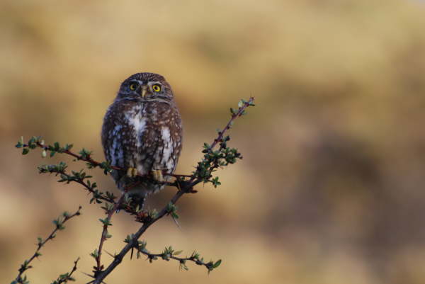 Austral Pygmy Owl