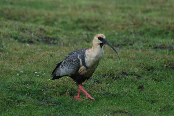 Black-Faced Ibis