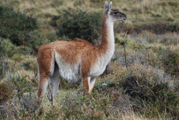 Guanaco
