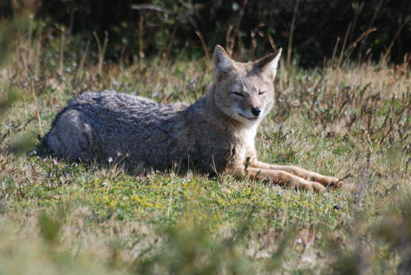 Grey Fox watching me