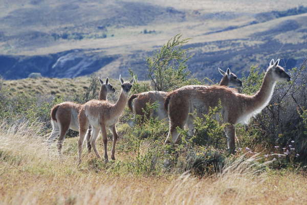 Guanacos