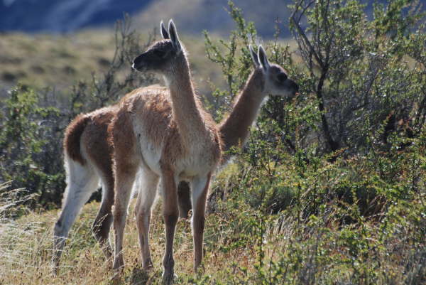 Guanaco (or push me pull you)