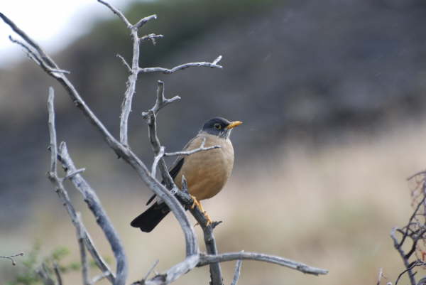 Austral Thrush