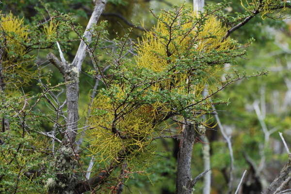 Lichen or Mistletoe?