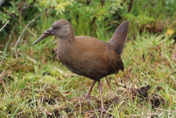 Plumbeous Rail (with mud!)